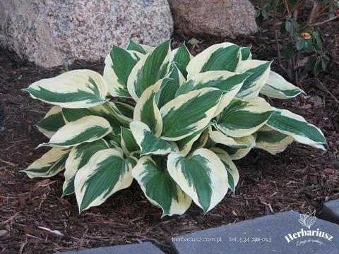 Hosta Funkia Minute Man 26