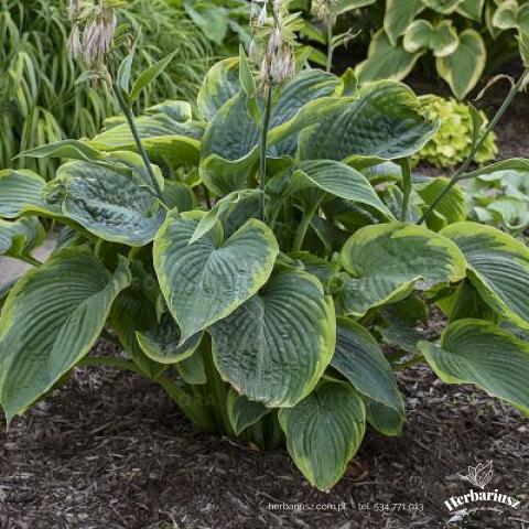 Hosta Funka Shadowland® Wu La La - Extra duża