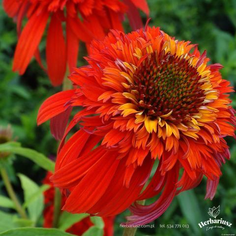 Jeżówka Echinacea Hot Papaya