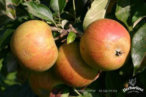 Jabłoń Koksa Pomarańczowa - STARA ODMIANA
