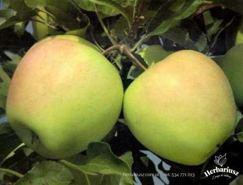 Jabłoń Golden Delicious
