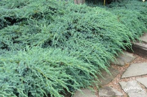 Jałowiec płóżący Blue Carpet  - Juniperus squamata