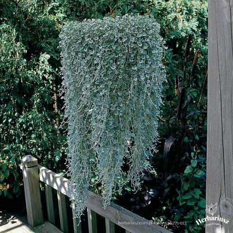 Dichondra Silver Falls 26