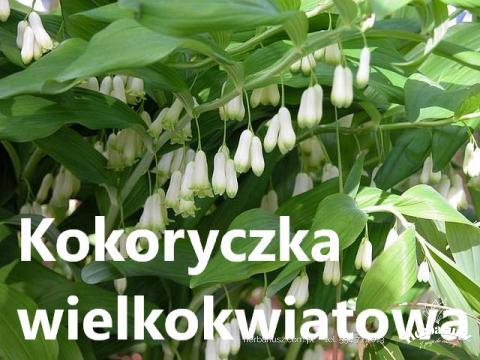 Kokoryczka wielkokwiatowa