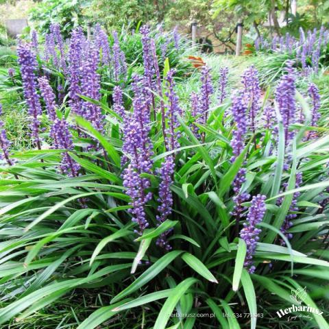 Liriope szafirkowata Moneymaker