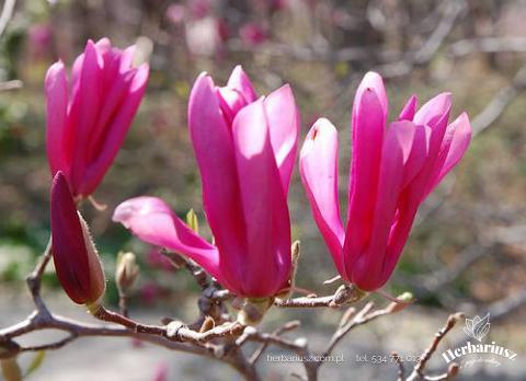 Magnolia LITTLE GEISHA - Miniaturowa