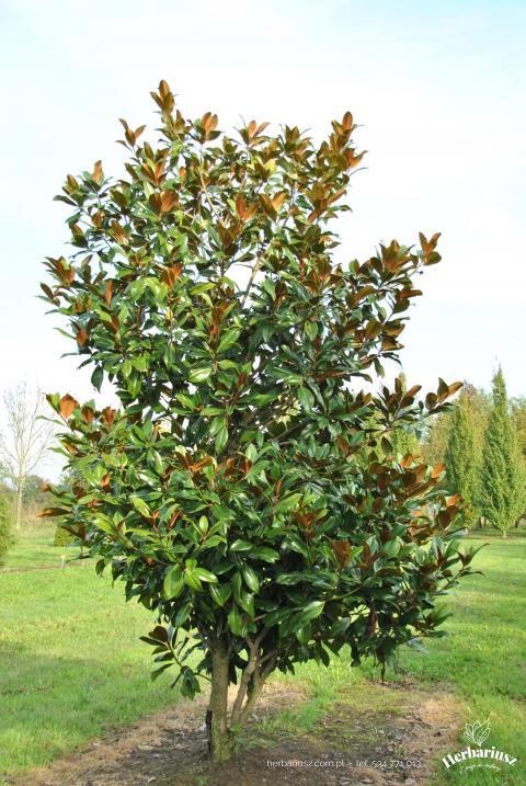 Magnolia zimozielona Gallisoniensis 26