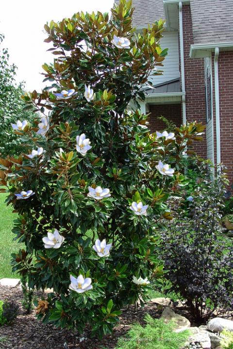 Magnolia zimozielona Little Gem 26