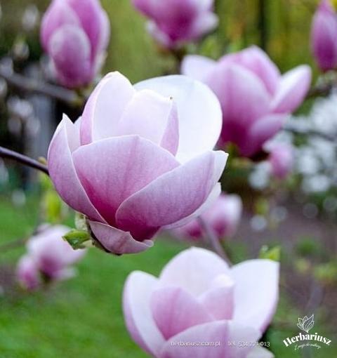 Magnolia pośrednia soulangeana 26