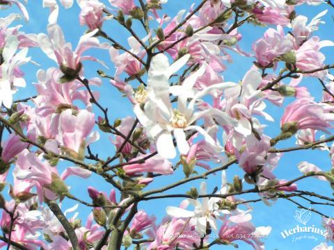 Magnolia gwieździsta Stellata Rosea 26