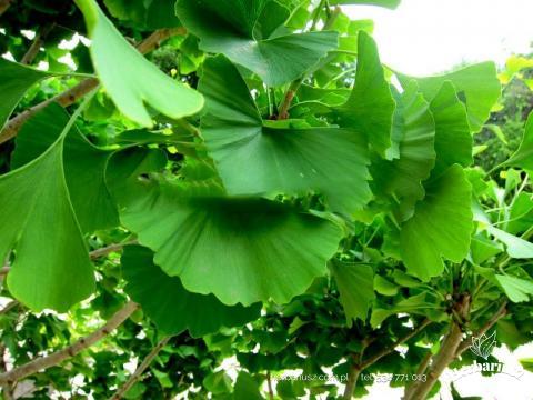 Miłorząb japoński Gingko biloba 26
