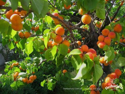 DUO Brzoskwinia Inka + Morela Early Orange 
