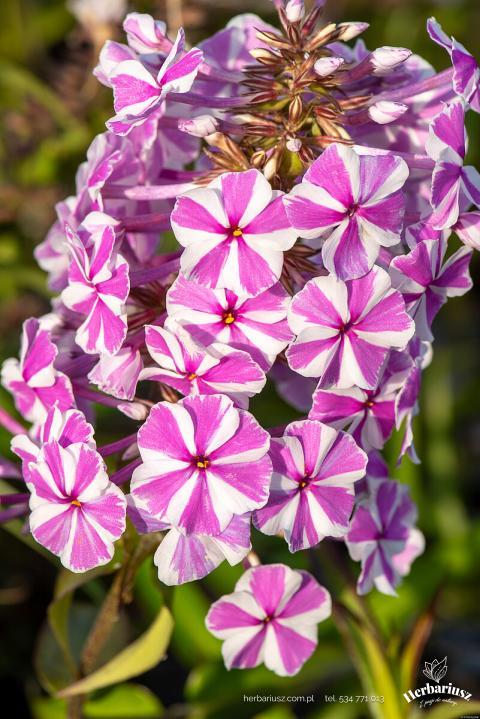 Floks plamisty Natasha -  Phlox maculata