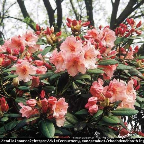 Rhododendron Virginia Richards 26