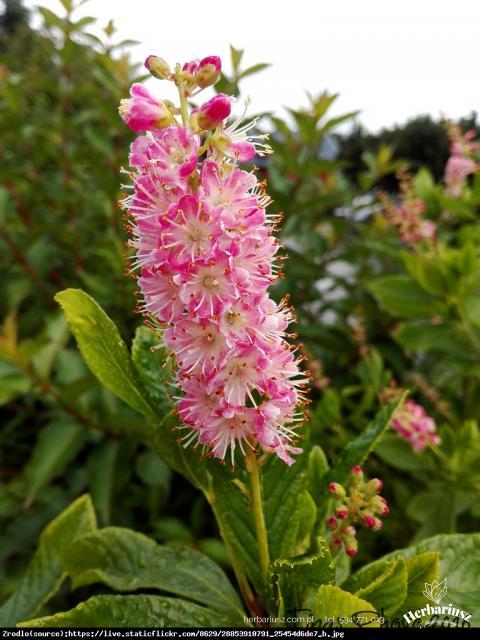 Orszelina olcholistna Pink Spike