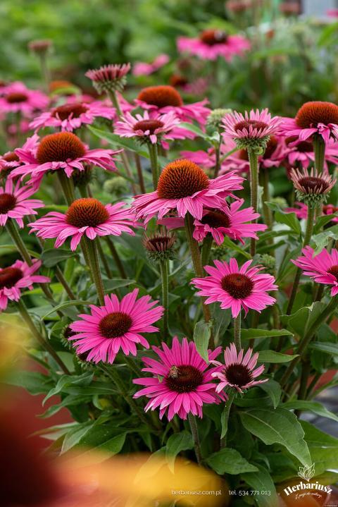 Jeżówka Pearl™ Dark Pink - Wysoka 26