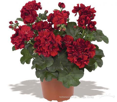Pelargonia bluszczolistna - Zwisająca 26