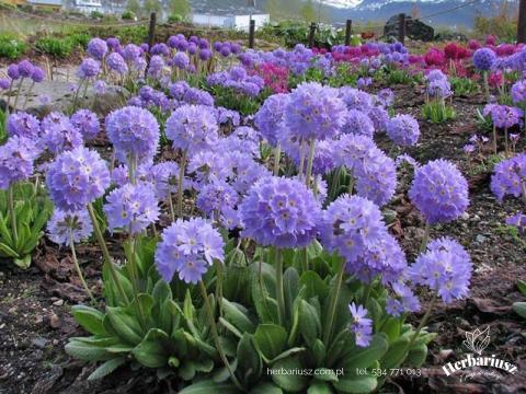 Pierwiosnek ząbkowany Primula denticulata Blue selection