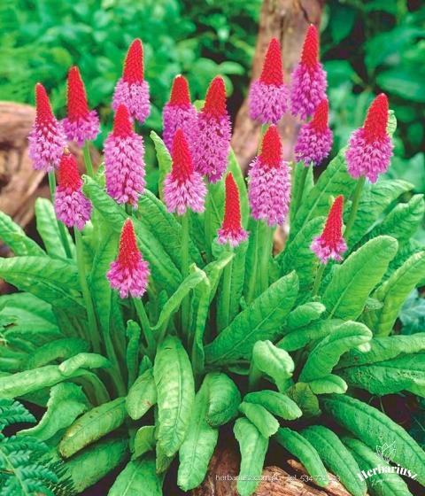 Primula Pierwiosnek storczykowaty Vialii