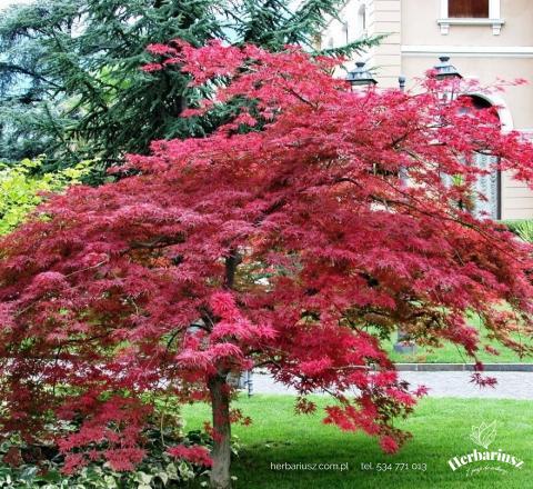 Klon palmowy ATROPURPUREUM 