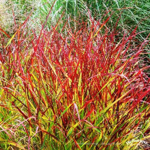 Proso rózgowate Rehbraun