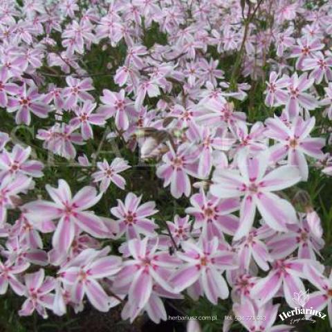 Floks Phlox Płomyk szydlasty - Biało-Różowy