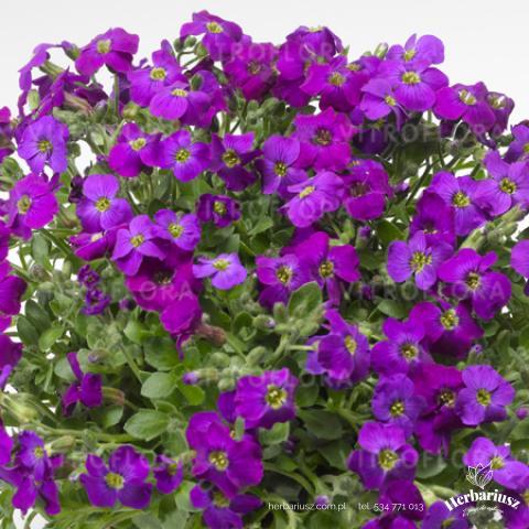 Żagwin ogrodowy Purple Shades - Aubrieta Cultorum