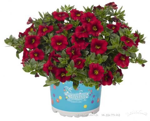 Calibrachoa 26