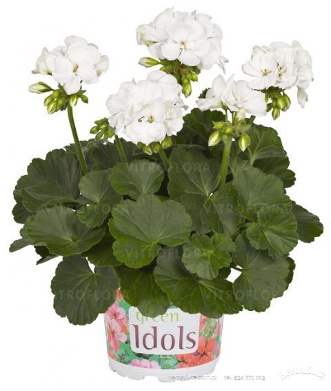 Pelargonia rabatowa 26
