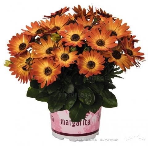 Stokrotka afrykańska Osteospermum 26