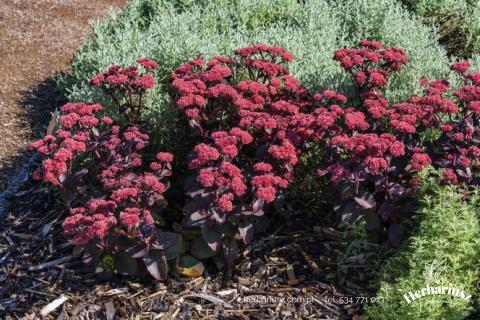 Rozchodnik karpacki Dark Magic