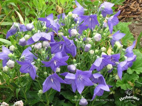 Rozwar Platycodon wielkokwiatowy Astra Blue