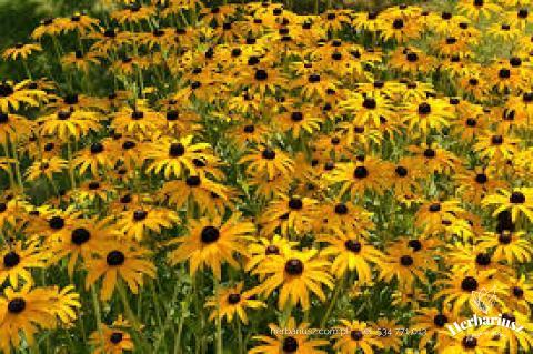Rutbekia LIttle Goldstar -  Rudbeckia fulgida - Miniaturowa 26