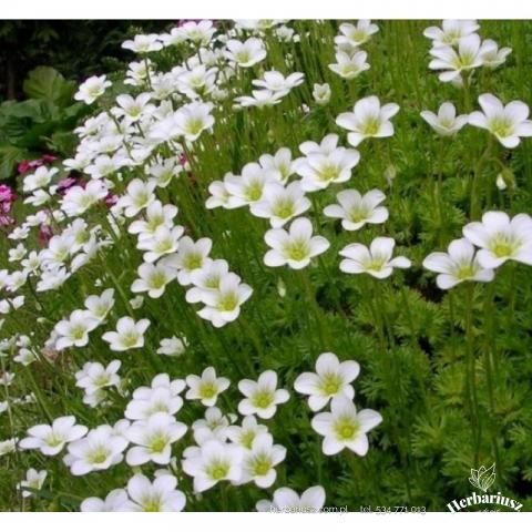 Skalnica Achneeteppich  Biała - Saxifraga arendsii 26