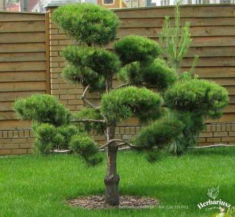 Sosna Czarna - Pinus nigra
