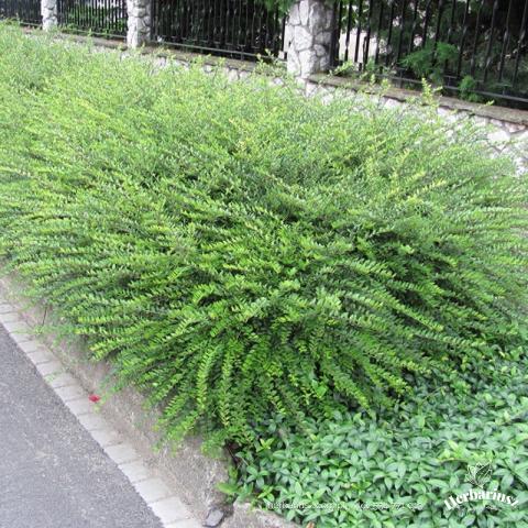 Suchodrzew chiński -  Lonicera pileata 