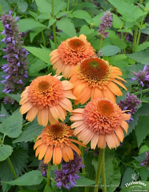 Jeżówka Echinacea Supreme™ Cantaloupe 