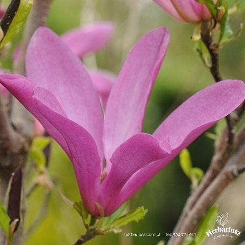Magnolia Susan - Na pniu 26
