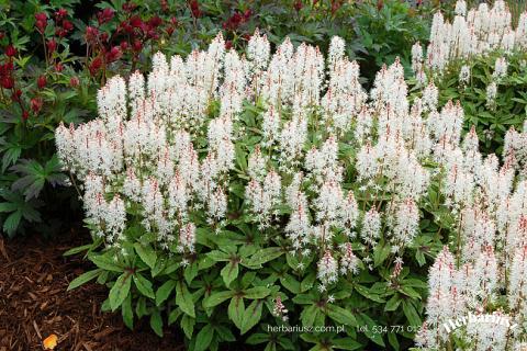 Tiarella Spring Symphony 26
