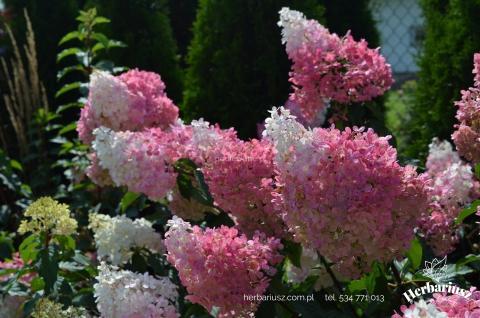 Hortensja bukietowa Hydragea Vanille Fraise 