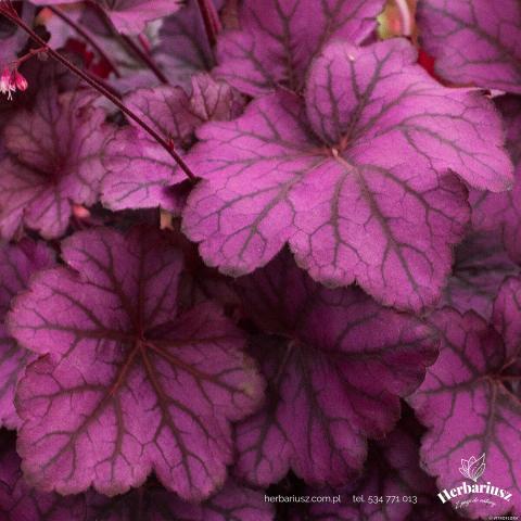 Żurawka Heuchera Wild Rose