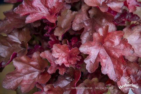 Żurawka Heuchera World Caffé™ Vienna 26
