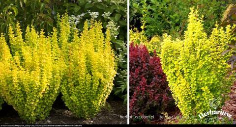 Berberys thunbergii Yellow Tower 26